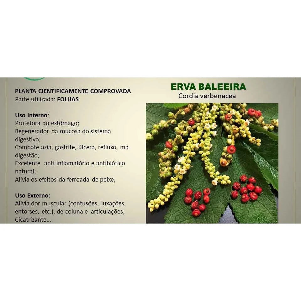 Erva Baleeira Original  Proteja Seu Estômago e Recupere Sua Saúde Digestiva